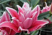 Lilium - Oriental Lily Double Flowering Roselily™ Samantha from Growing ... Lilium - Oriental Lily Double Flowering Roselily™ Samantha from Growing ...