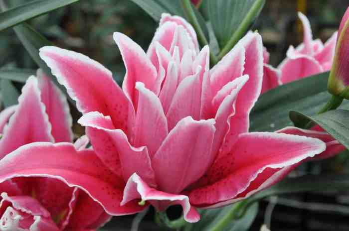 Lilium - Oriental Lily Double Flowering Roselily™ Samantha from Growing ... Lilium - Oriental Lily Double Flowering Roselily™ Samantha from Growing ...