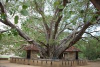 Golden Temple Bo Tree | jaliyaj | Flickr Golden Temple Bo Tree | jaliyaj | Flickr