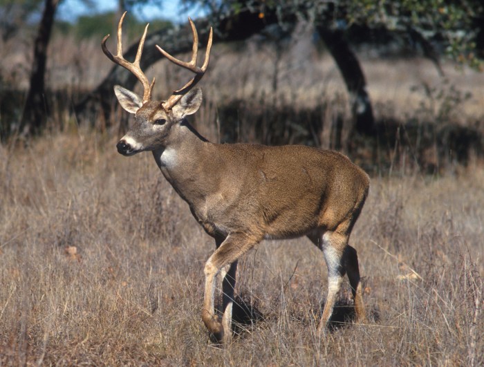 Deer white tailed file wikimedia commons whitetail buck tail animal hunting bucks how big wikipedia male venado wiki mammal state