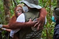 Borneo Orangutan Survival Foundation: BOSF Borneo Orangutan Survival Foundation: BOSF
