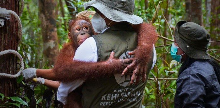 Borneo Orangutan Survival Foundation: BOSF