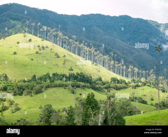 Wax palm tree colombia hi-res stock photography and images - Alamy Wax palm tree colombia hi-res stock photography and images - Alamy