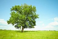 Tree stock photo. Image of asia, trees, leaves, tree, twigs - 1217546
