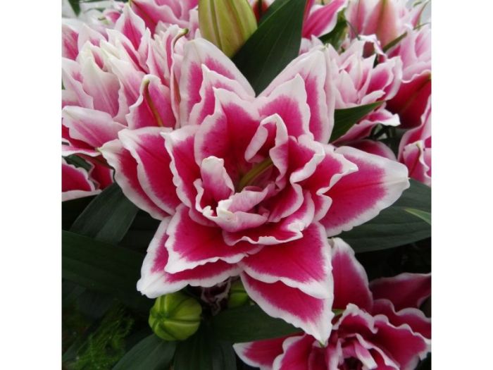 Lily, Oriental 'Roselily Samantha' – Greenland Garden Centre Lily, Oriental 'Roselily Samantha' – Greenland Garden Centre