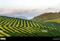 China tea fields hi-res stock photography and images - Alamy China tea fields hi-res stock photography and images - Alamy