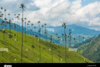 Wax palm trees of Cocora Valley, Colombia Stock Photo - Alamy