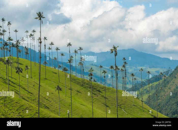 Wax palm trees of Cocora Valley, Colombia Stock Photo - Alamy Wax palm trees of Cocora Valley, Colombia Stock Photo - Alamy