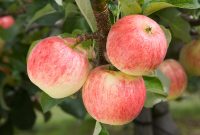 Apple - Malus domestica 'Festival' (syn. 'Delorgue') Apple - Malus domestica 'Festival' (syn. 'Delorgue')