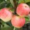 Apple - Malus domestica 'Festival' (syn. 'Delorgue')