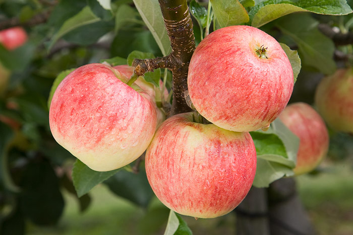 Apple - Malus domestica 'Festival' (syn. 'Delorgue')